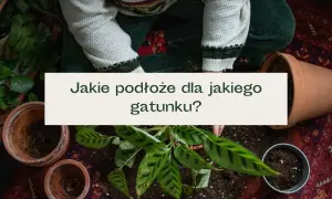Jaka ziemia do kwiatów ogrodowych? Odkryj najlepsze opcje dla roślin