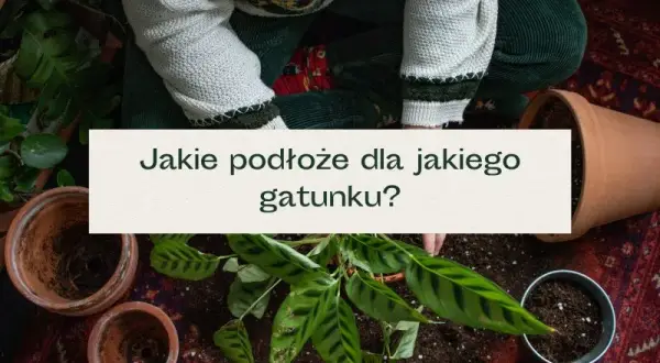 Jaka ziemia do kwiatów ogrodowych? Odkryj najlepsze opcje dla roślin
